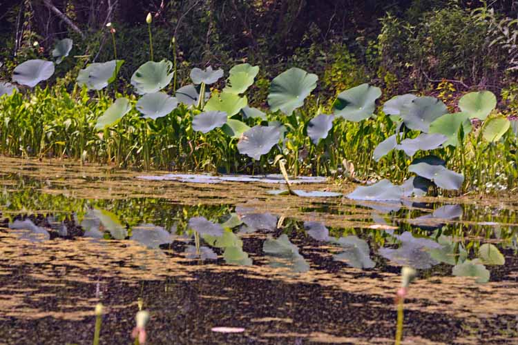 lily pads